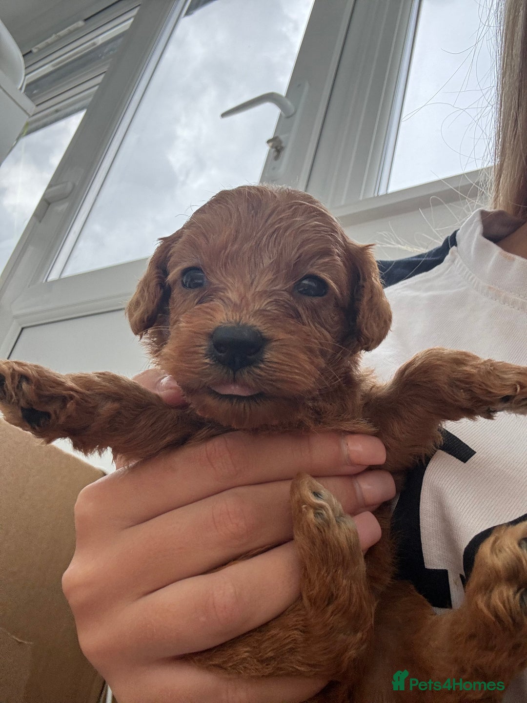 Cavapoo dogs for sale: Fox RED Cavapoo Puppies - Image 23