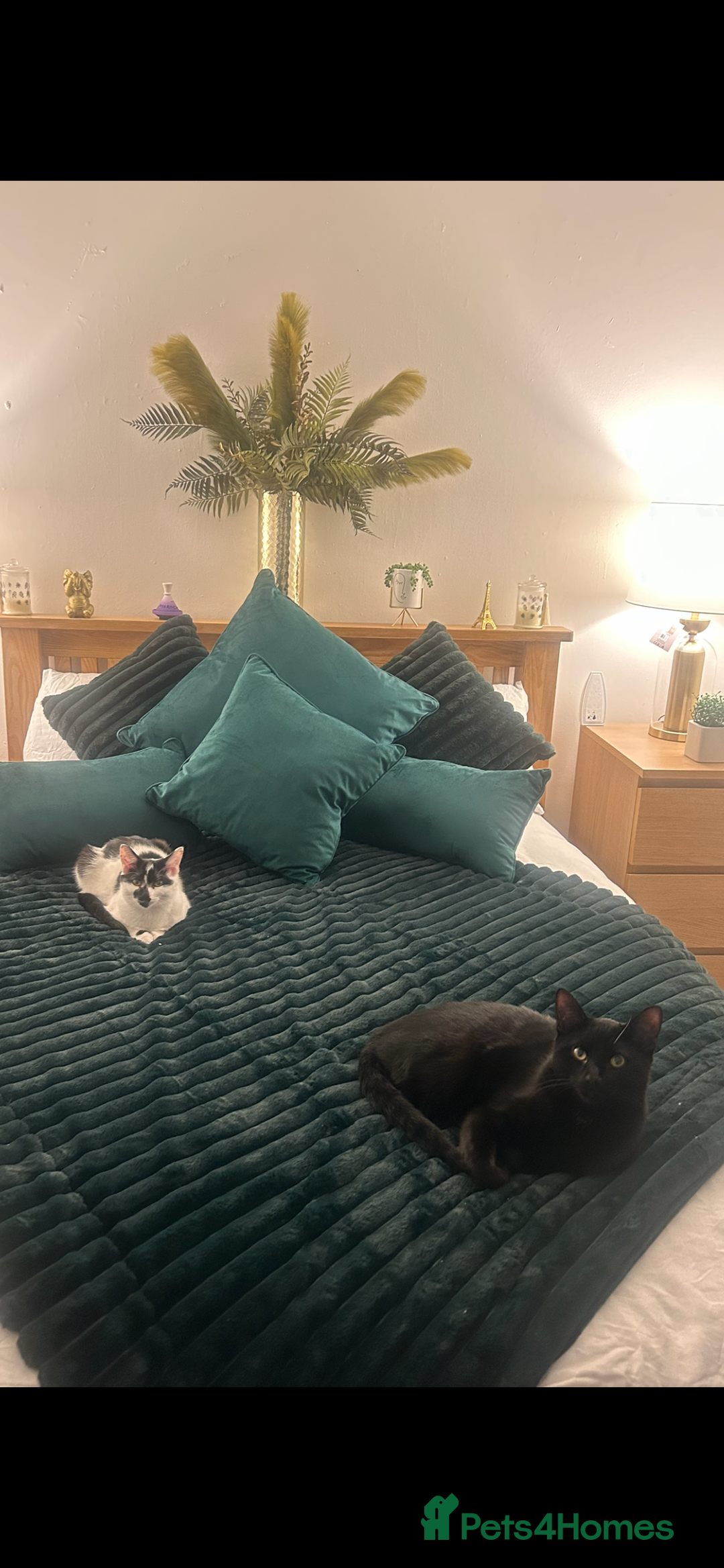 Domestic Shorthair cats for sale: Two cats male and female lovely need loving home  - Image 3