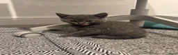 British Shorthair cats for sale: Adorable British Shorthair Blue Kittens in Chard - Advert 7