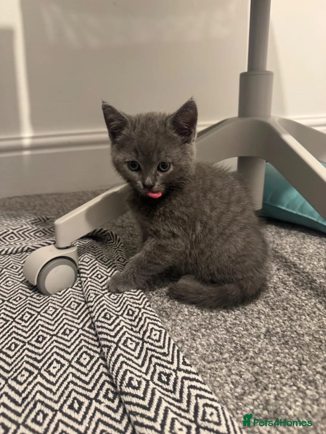 British Shorthair cats for sale: Adorable British Shorthair Blue Kittens in Chard - Advert 7