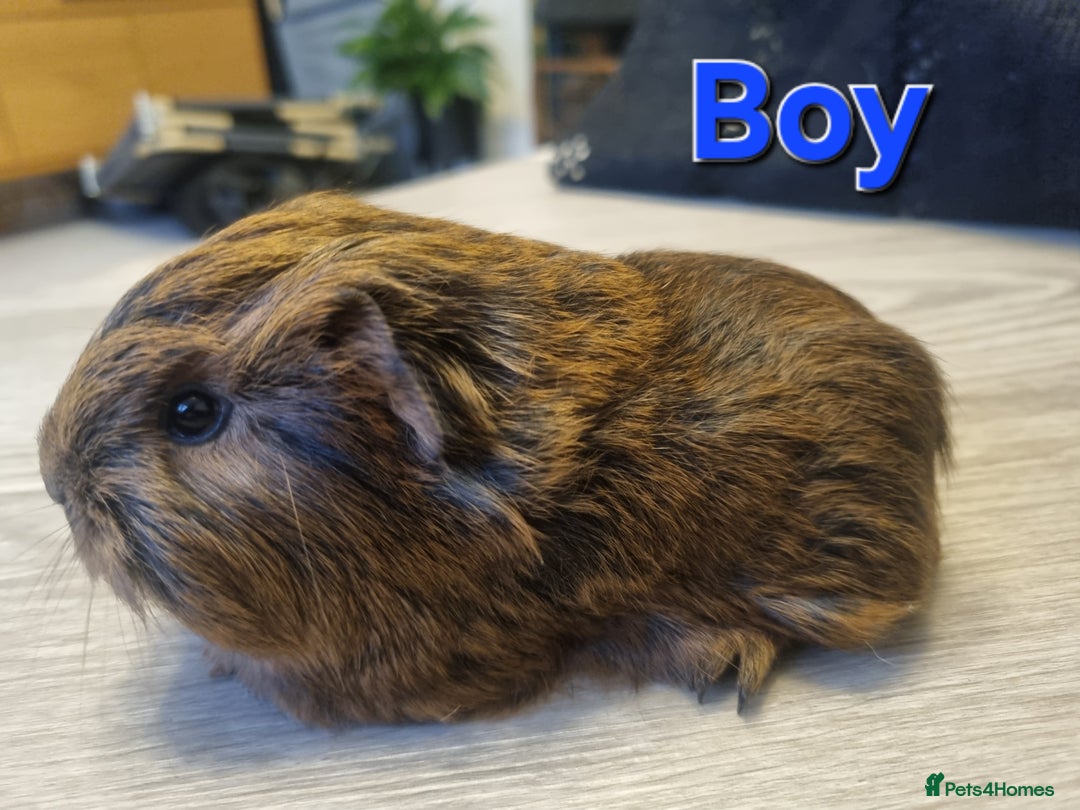 Guinea Pig rodents for sale: Guinea pigs for sale £25 each  - Advert 4