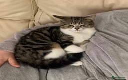 British Shorthair cats for sale: Cats for rehoming  - Image 9