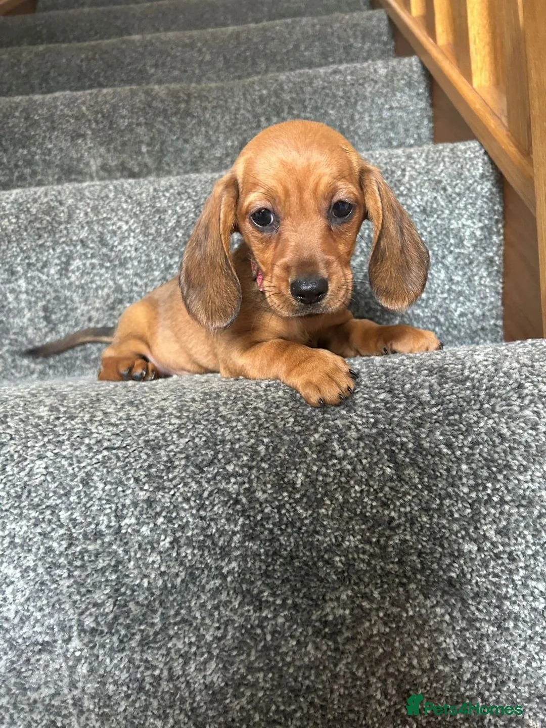 Miniature Dachshund dogs for sale: Adorable Miniature Dachshund puppies - Advert 6