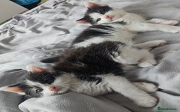 Mixed Breed cats for sale: 2 fluffy boys - Image 5