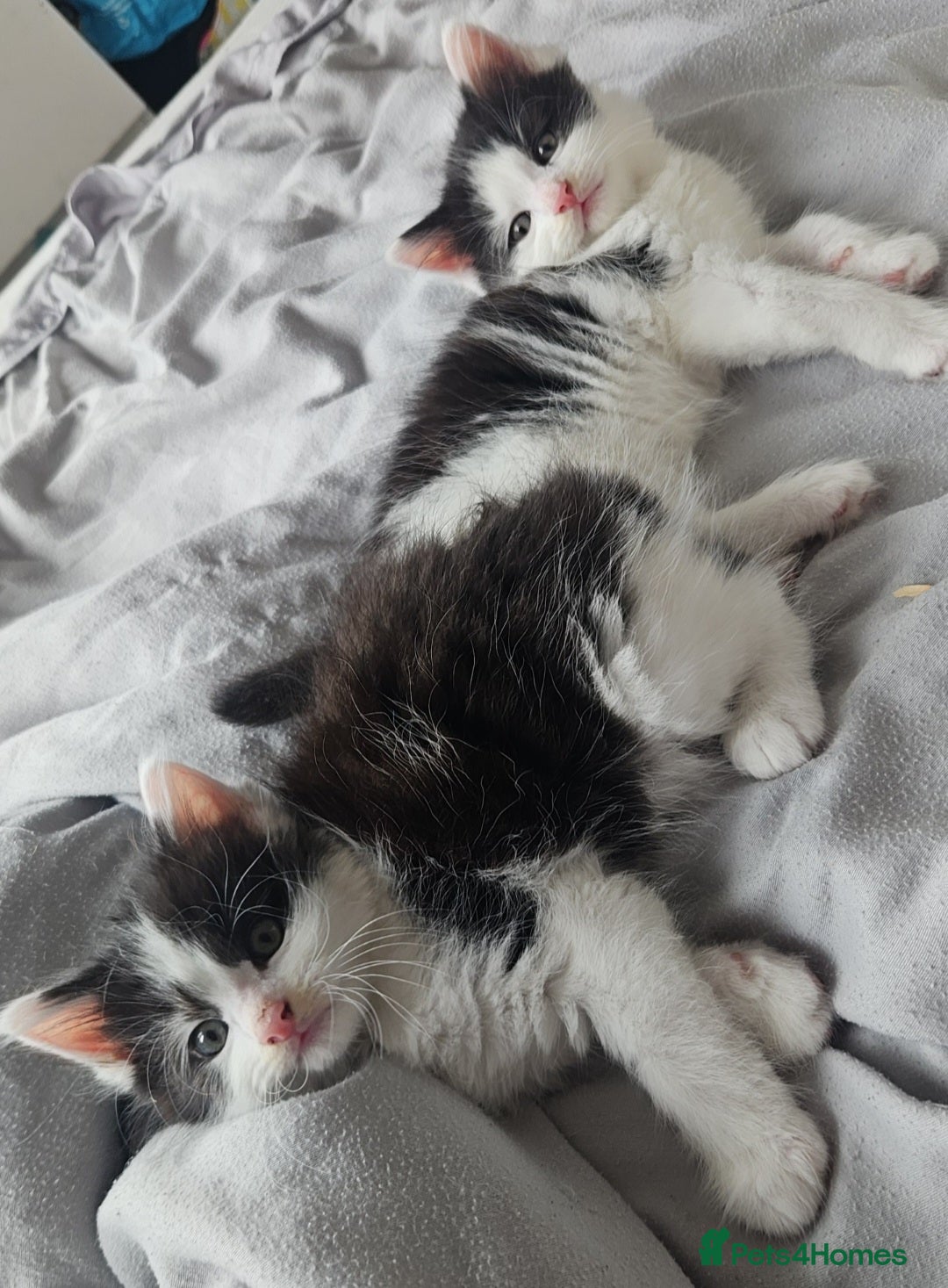 Mixed Breed cats for sale: 2 fluffy boys - Image 5