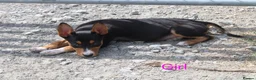 Australian Kelpie dogs for sale: Beautiful kelpie puppies for sale - Advert 6