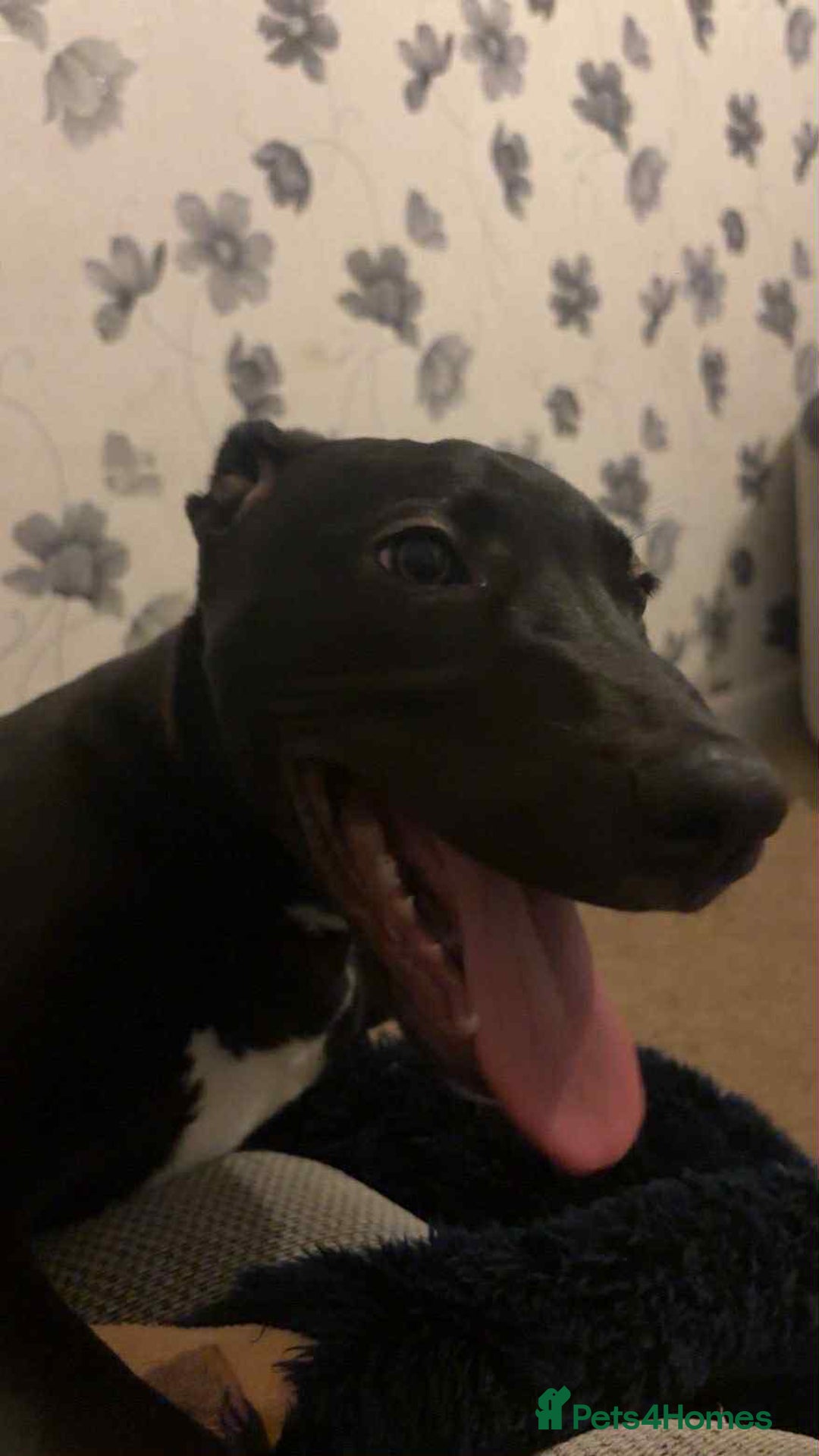 Mixed Breed dogs for sale: For sale  - Advert 5