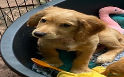 Cocker Spaniel dogs for sale: Stunning Working Cocker Spaniel Puppies - Image 26