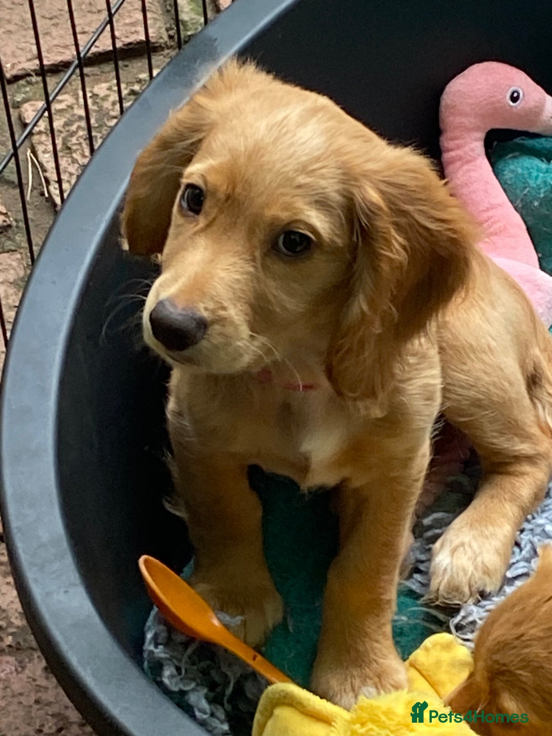 Cocker Spaniel dogs for sale: Stunning Working Cocker Spaniel Puppies - Image 26