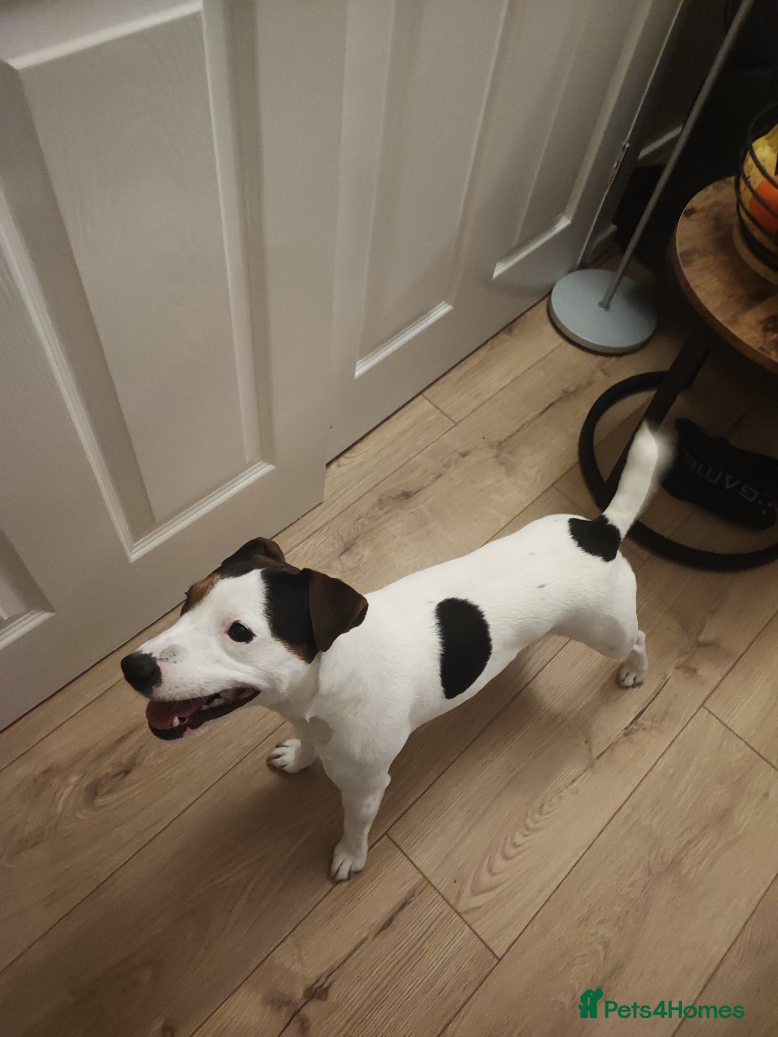 Jack Russell dogs JRT for stud only  - Advert 4