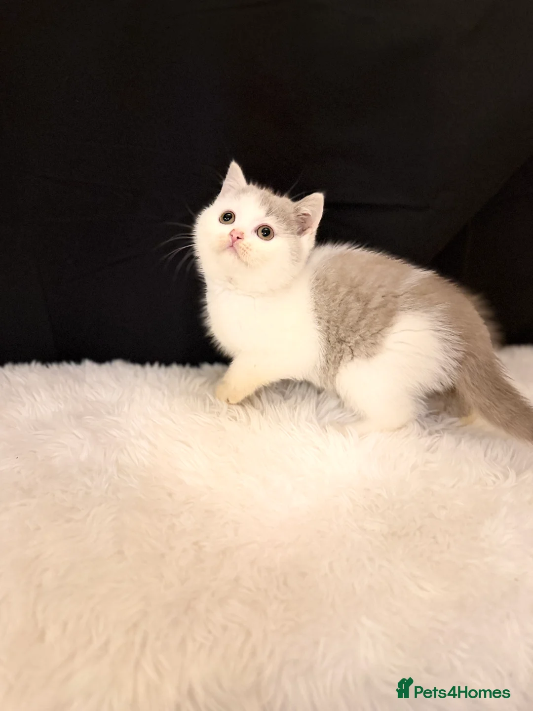 British Shorthair cats for sale: Full Pedigree Registered BSH - Advert 2