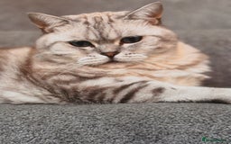 British Shorthair cats for sale: PABLO & JASPER - Image 6