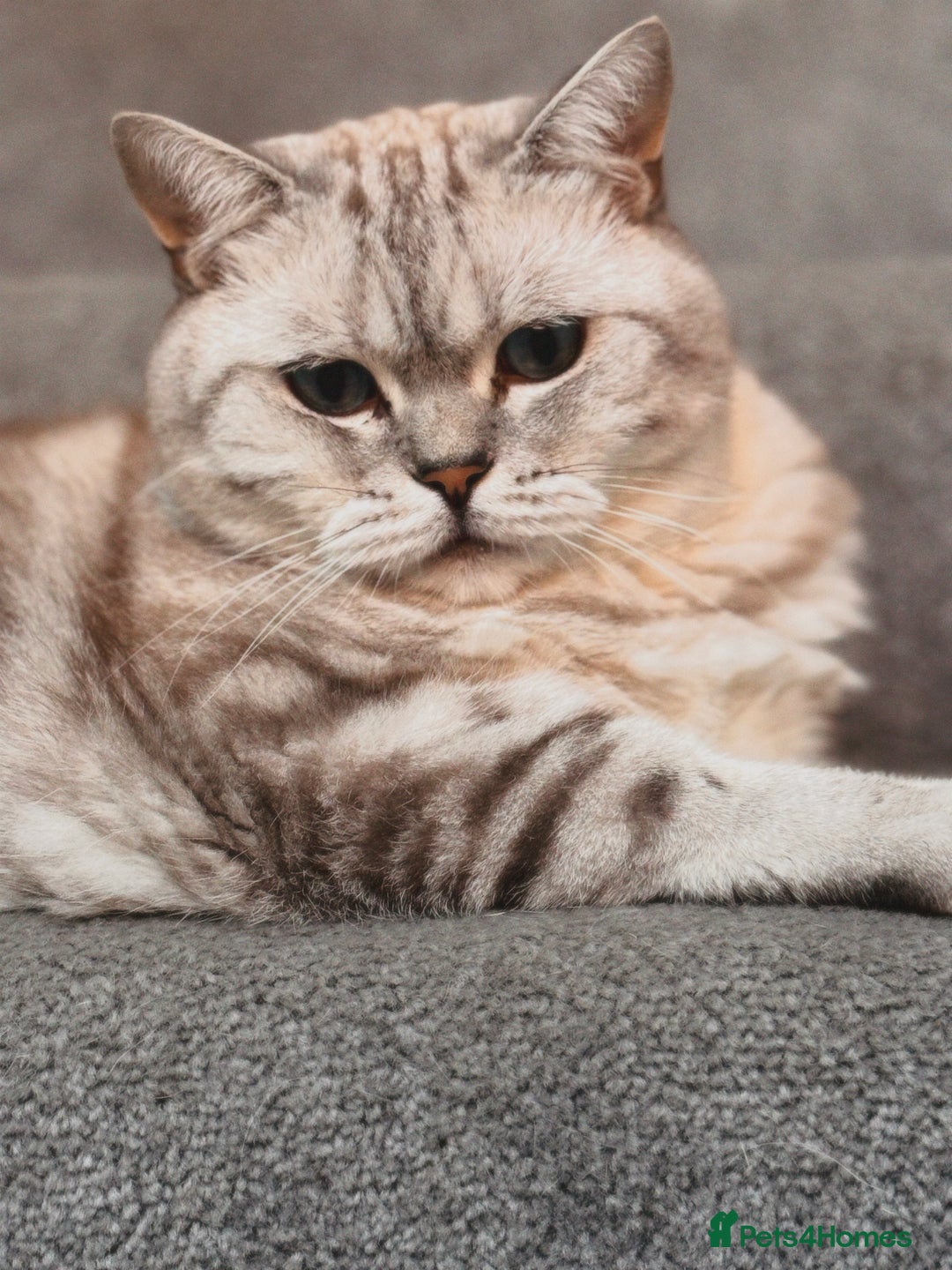 British Shorthair cats for sale: PABLO & JASPER - Image 6