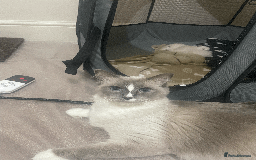 Ragdoll cats for sale: FREE RAGDOLL CAT BLUE POINT SEAL & MITTED - Image 3