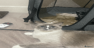 Ragdoll cats - Advert 1