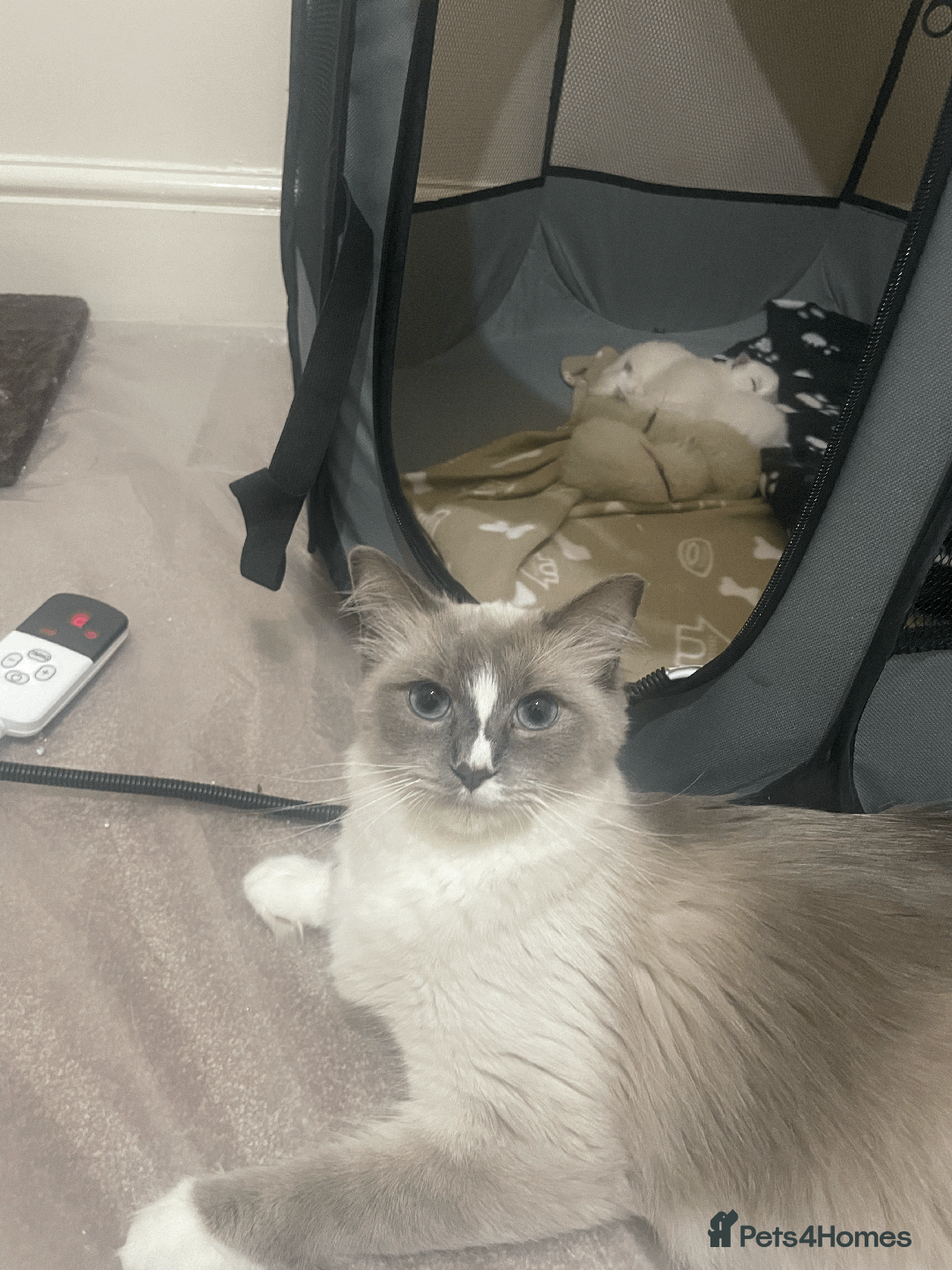 Ragdoll cats for sale: FREE RAGDOLL CAT BLUE POINT SEAL & MITTED - Image 3