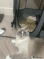 Ragdoll cats - Advert 3