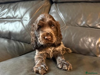 Cocker Spaniel dogs - Advert 1