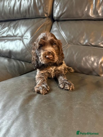 Cocker Spaniel dogs - Advert 2