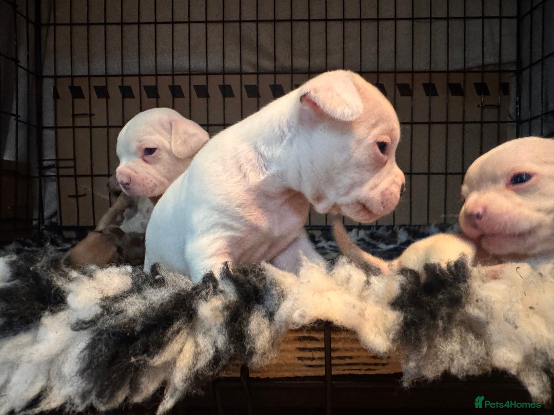 Mixed Breed dogs for sale: French bulldog x American bulldog Ready Now  - Advert 9