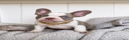 French Bulldog dogs for sale: 6x KC registered French Bulldogs - Advert 2