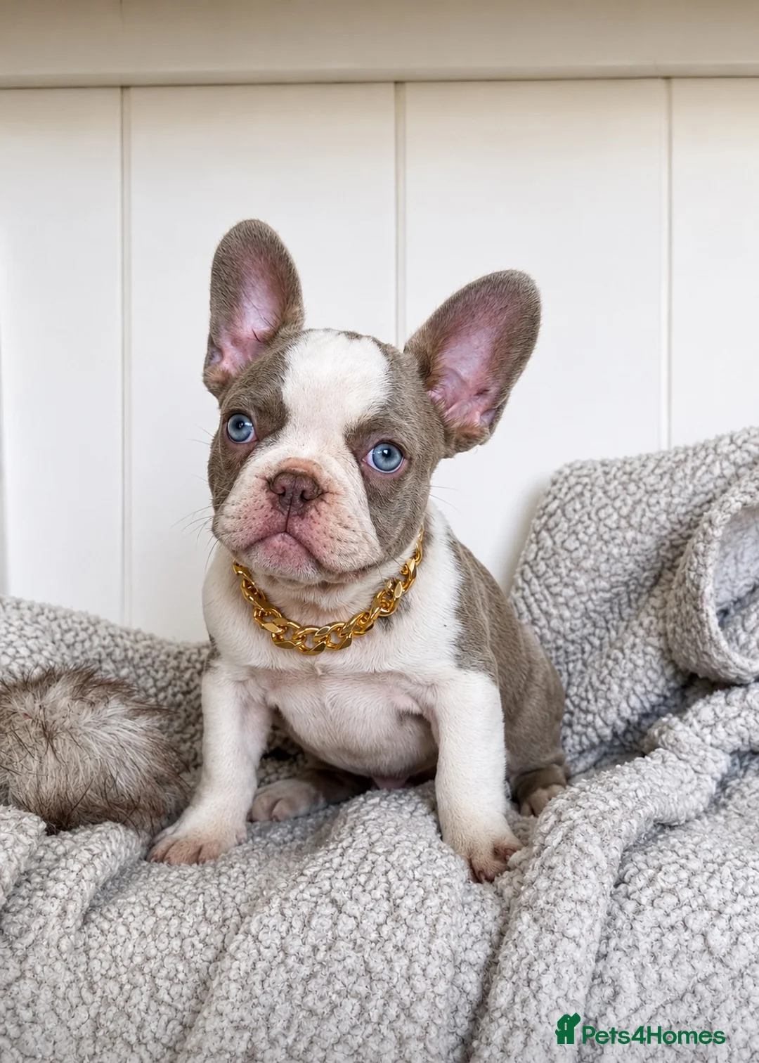 French Bulldog dogs for sale: 6x KC registered French Bulldogs - Advert 2