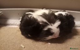 Guinea Pig rodents for sale: Sheltie, coronet, Merino Guinea pigs  - Advert 6