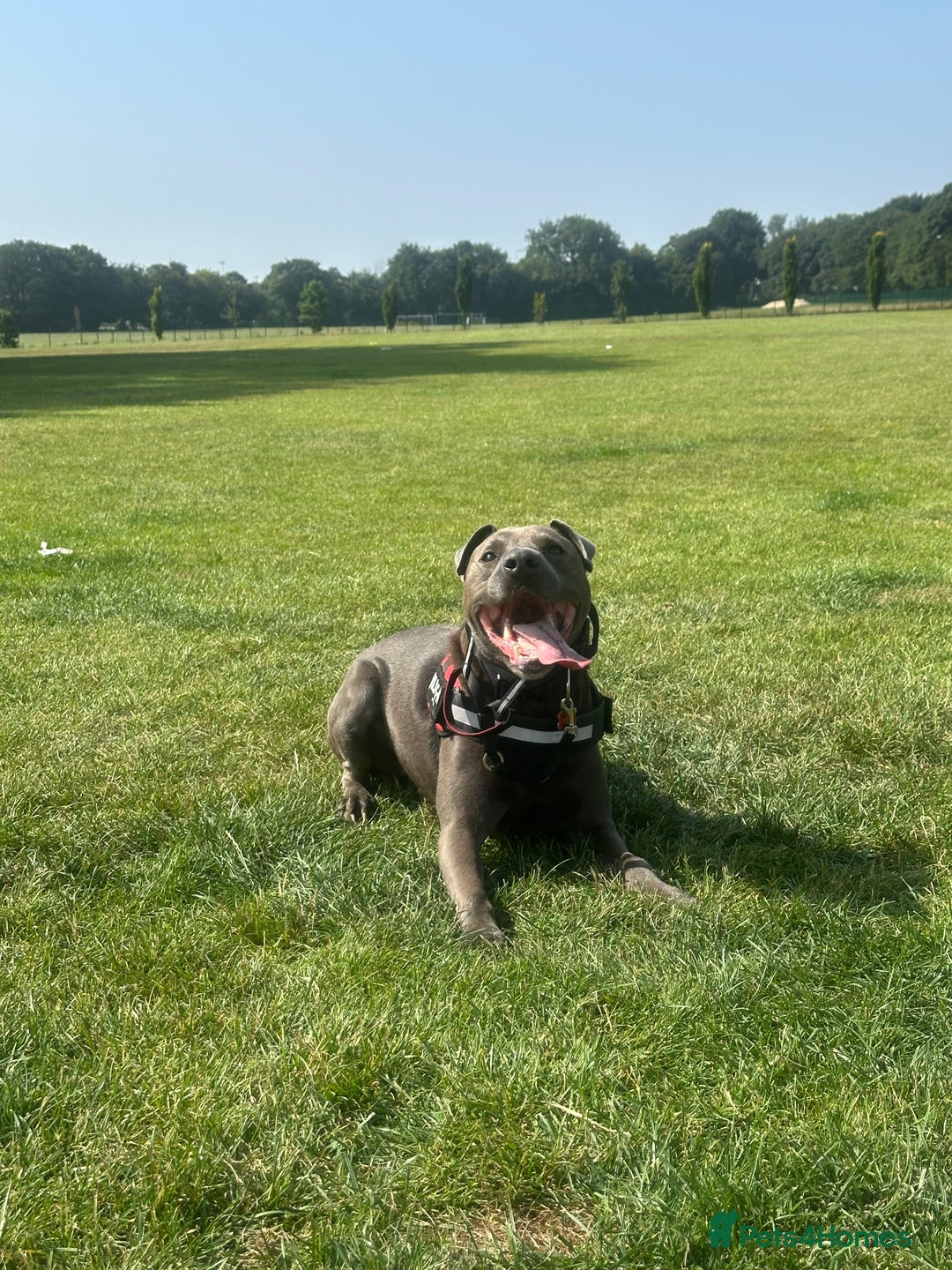 Mixed Breed dogs for sale: Beautiful Blue lab cross  - Image 8