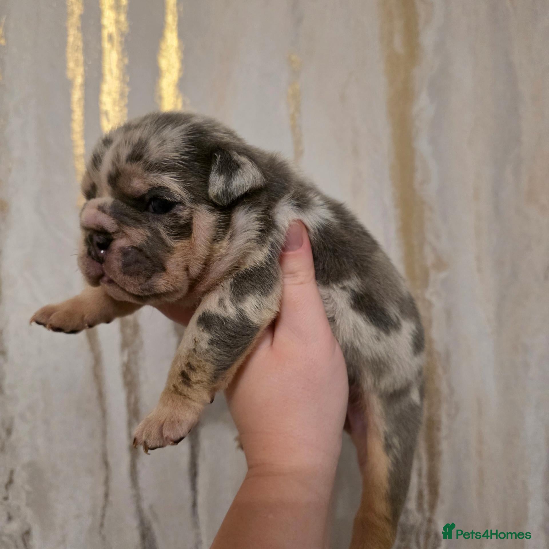 English Bulldog dogs for sale: British bulldog pups - Advert 2