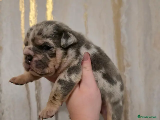 English Bulldog dogs for sale: British bulldog pups - Advert 2
