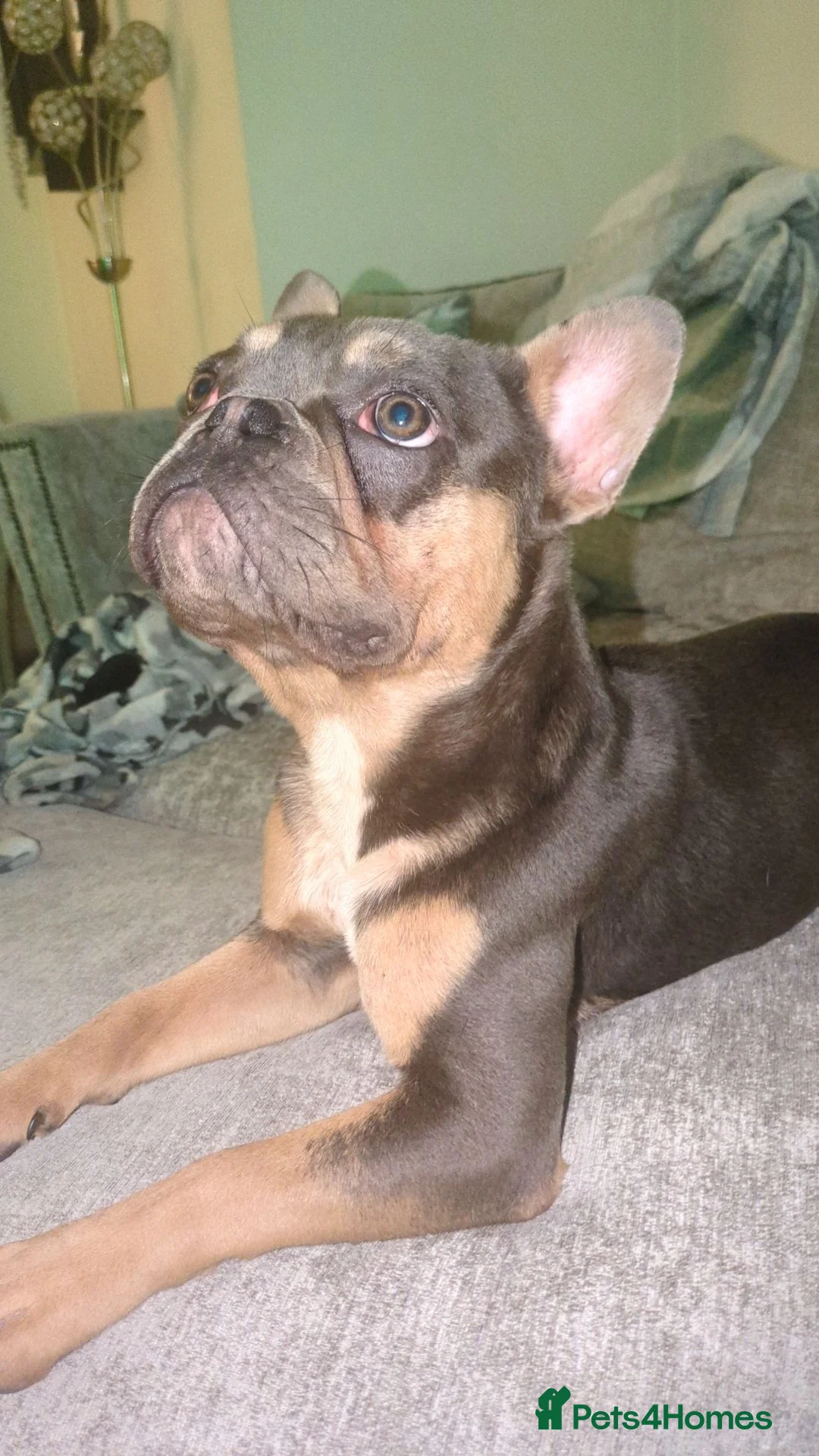 French Bulldog dogs for sale: Frenchie male Reggie 8 months old in Sheffield - Advert 2