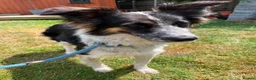 Mixed Breed dogs for adoption: Meet Astor, currently residing in Surrey in Aldershot - Advert 3