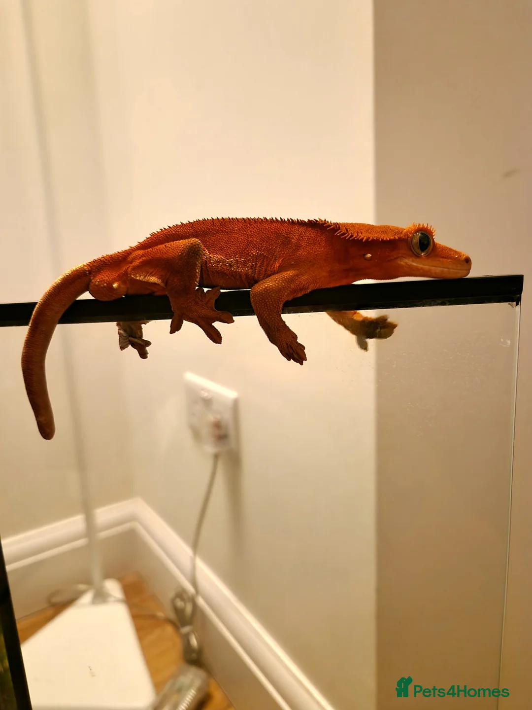 Gecko reptiles for sale: Red Phantom Lilly White  - Advert 2