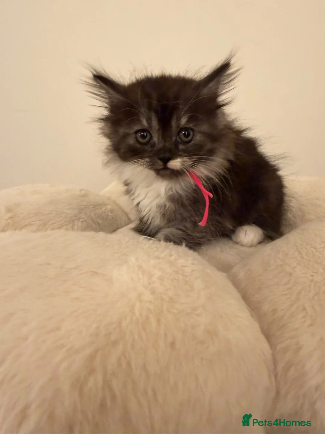 Mixed Breed cats for sale:  Persian mix kittens  in Bradford - Advert 2
