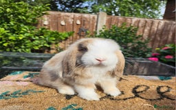 Mini Lop rabbits for sale: Baby mini lops  - Image 3