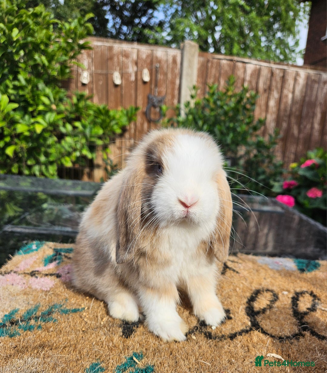 Mini Lop rabbits for sale: Baby mini lops  - Image 3