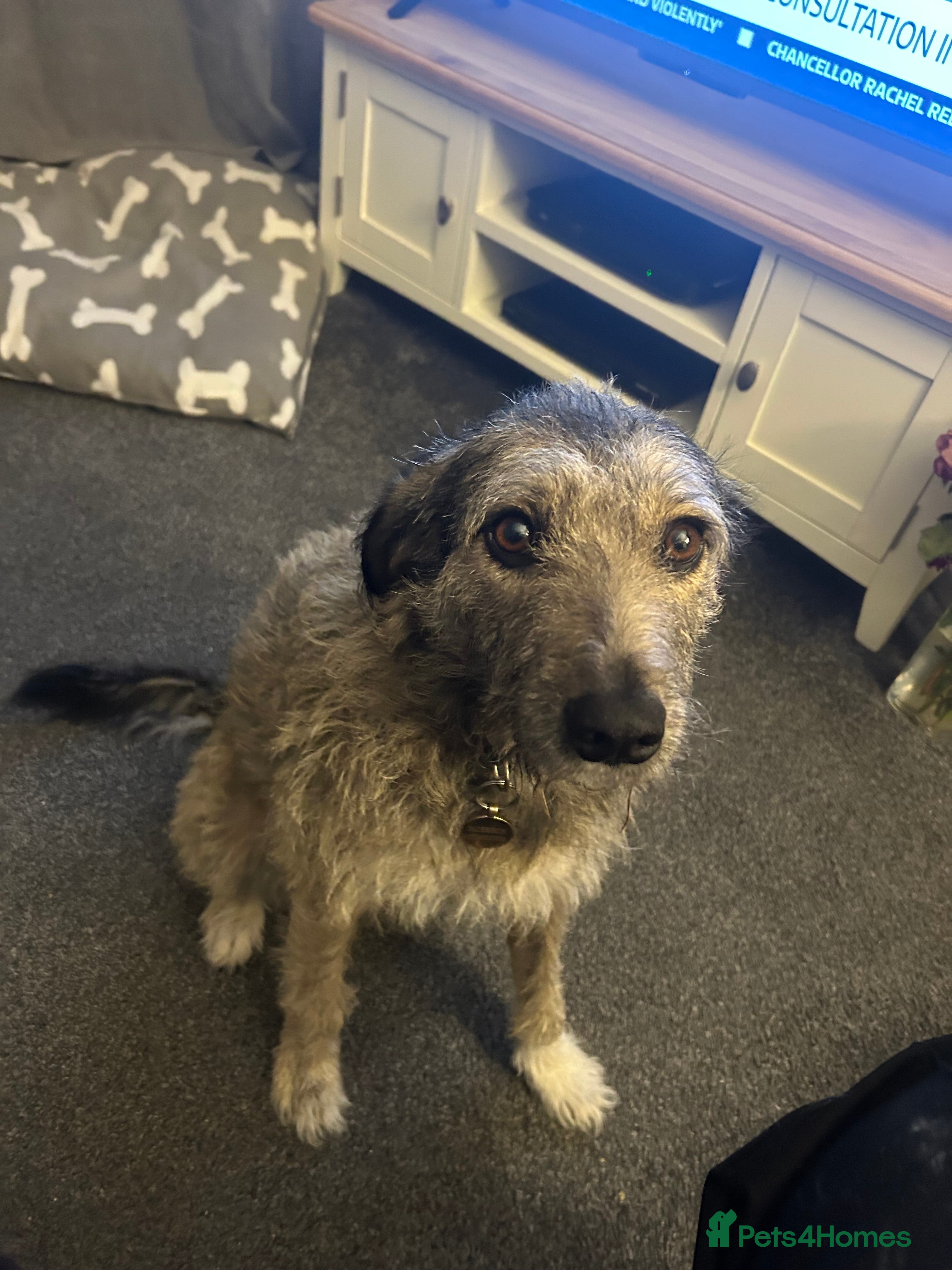 Mixed Breed dogs Stella Bella  in Glasgow - Advert 18