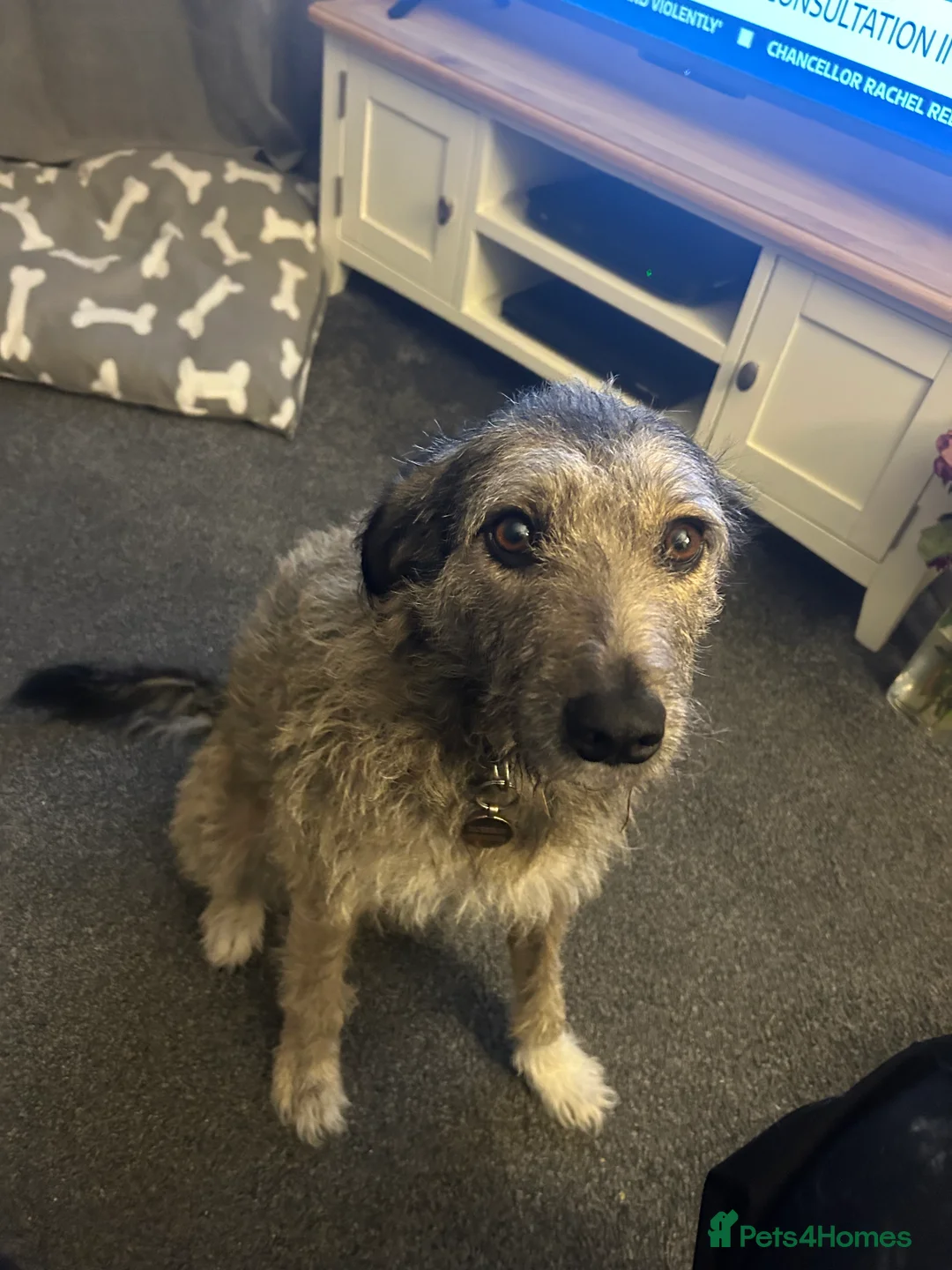 Mixed Breed dogs for adoption: Stella Bella  in Glasgow - Advert 1