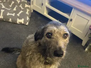 Mixed Breed dogs Stella Bella in Glasgow - Advert 2