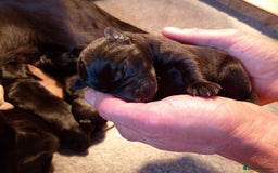 Labrador Retriever dogs for sale: Loving active homes wanted in Axminster - Image 26