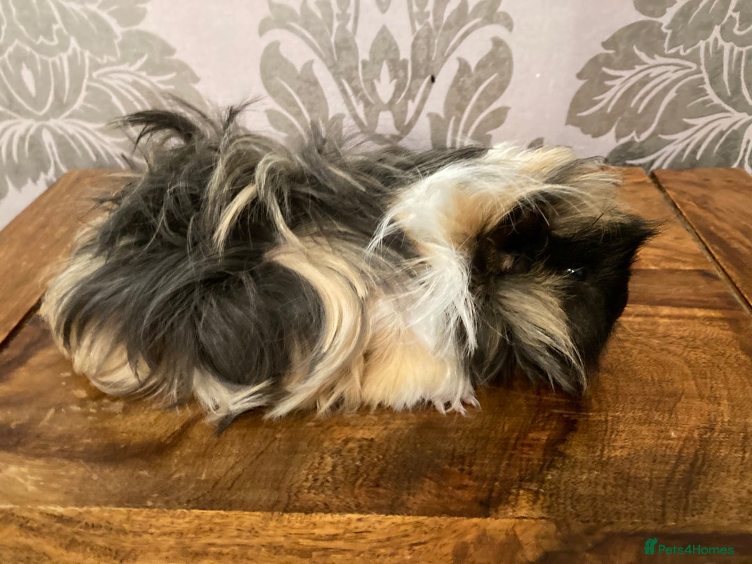 Guinea Pig rodents for sale: MALE Guinea pigs - Advert 4