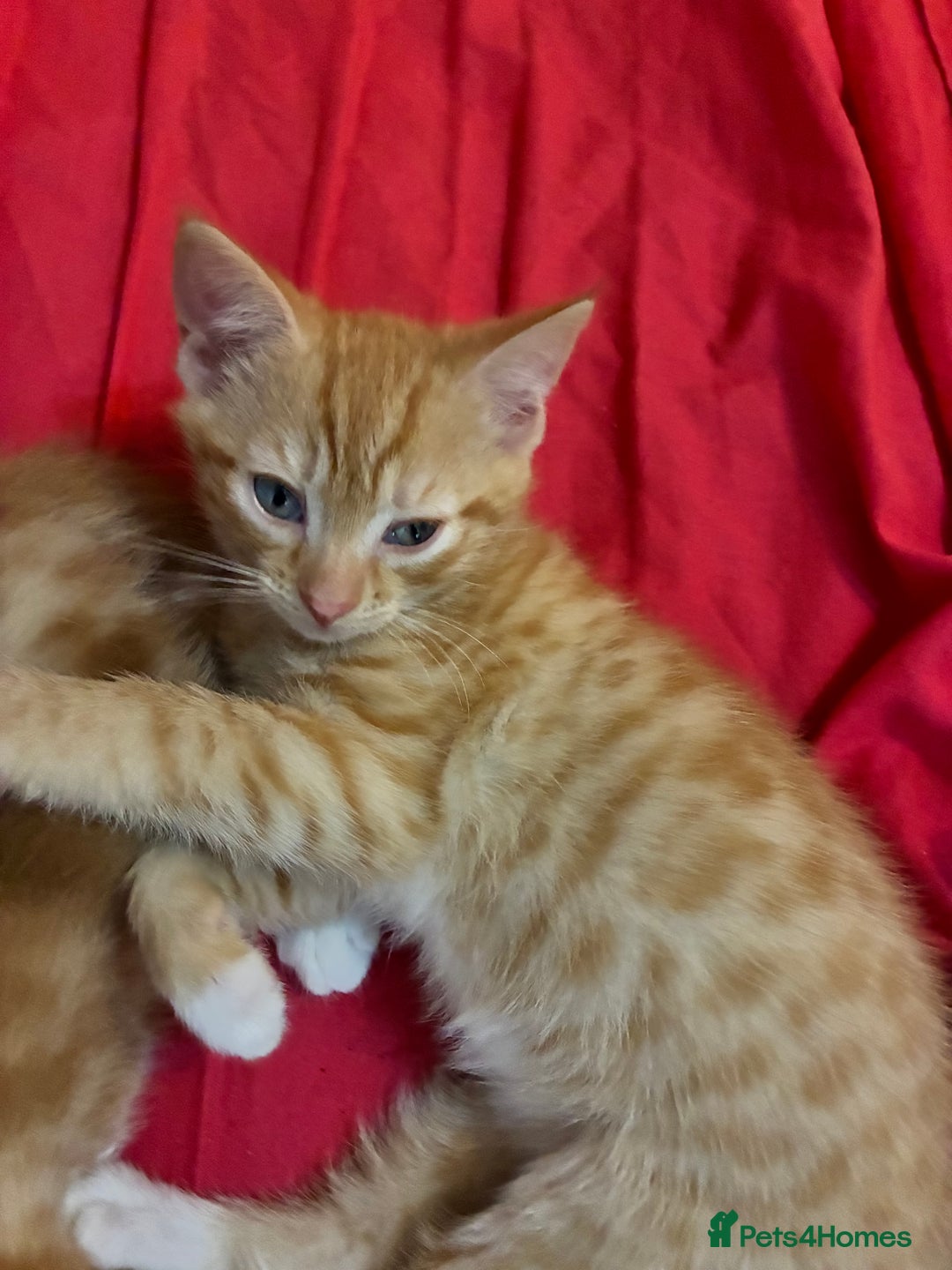 British Shorthair cats for sale: 3 Adorable kittens looking for the forever home - Advert 3