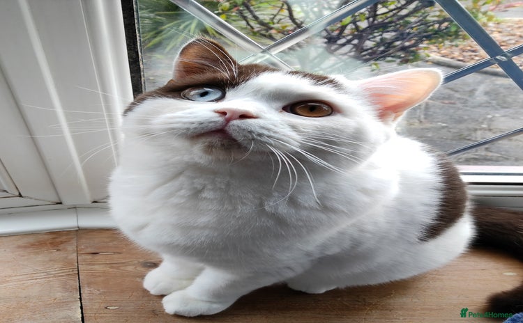 British Shorthair cats - Advert 3