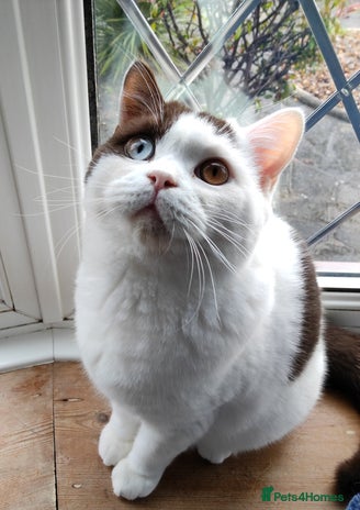 British Shorthair cats - Advert 3