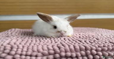 Mini Lop rabbits - Advert 15