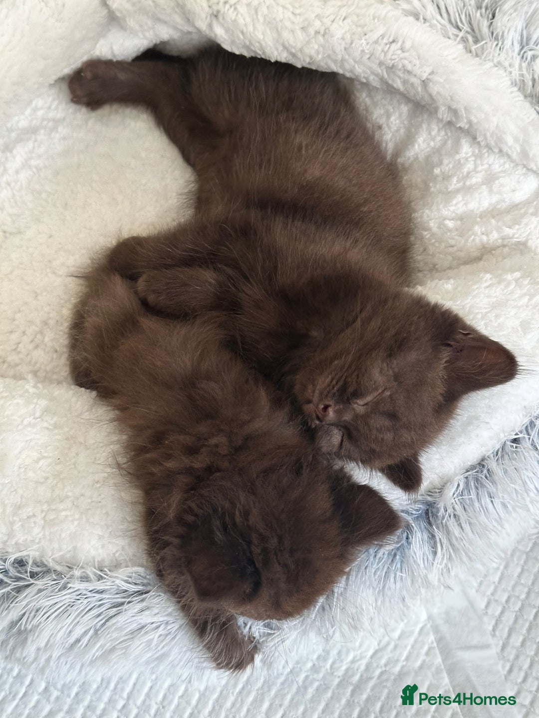 Mixed Breed cats for sale: BSH Ragdoll mix kittens - Advert 8