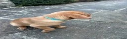Labrador Retriever dogs for sale: ⭐️READY TO LEAVE NOW kcregistered Labrador puppies - Advert 24