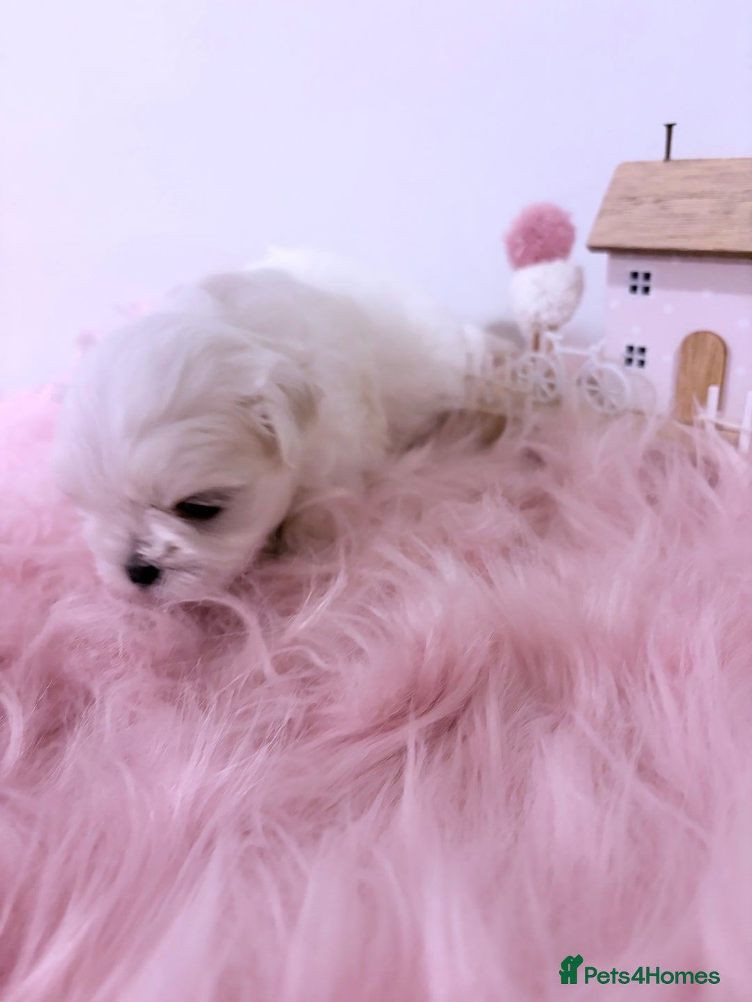 Maltese dogs for sale: ❤️🩵Full Korean Baby pups🩵❤️ - Advert 28