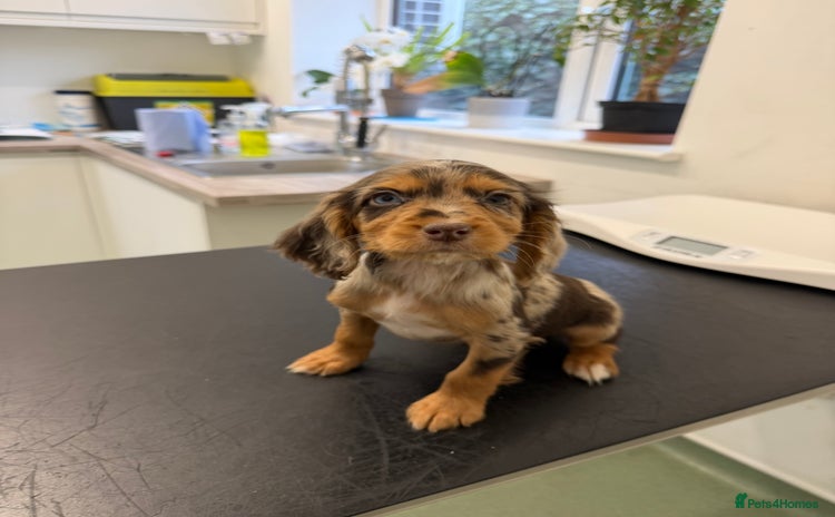 Cocker Spaniel dogs Cocker spaniel puppies  - Advert 1