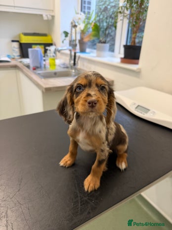 Cocker Spaniel dogs Cocker spaniel puppies - Advert 3